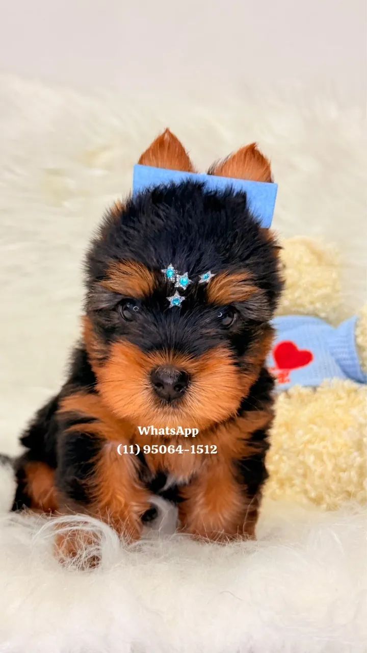 Belos meninos de Yorkshire Terrier á pronta entrega 