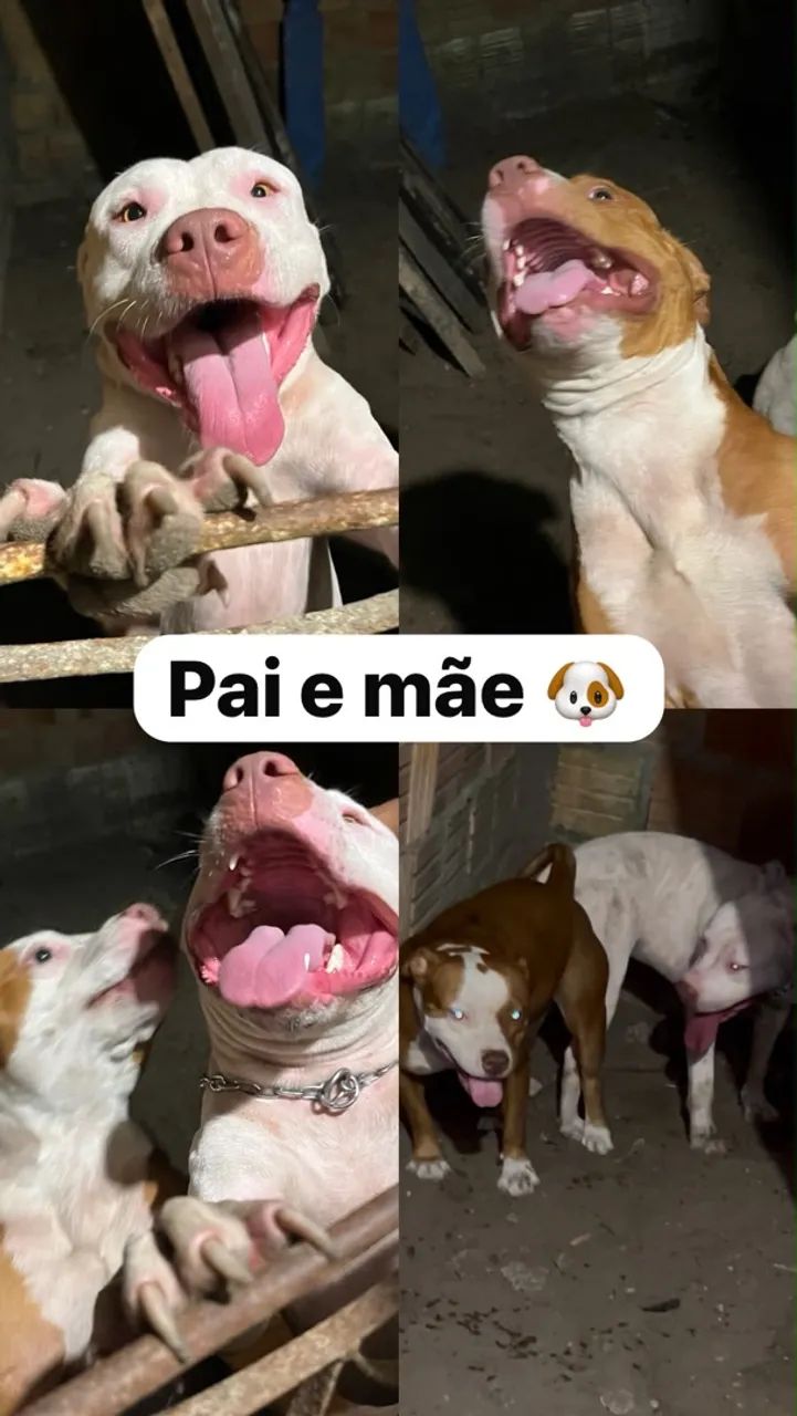 Pitbull original  - Foto 5