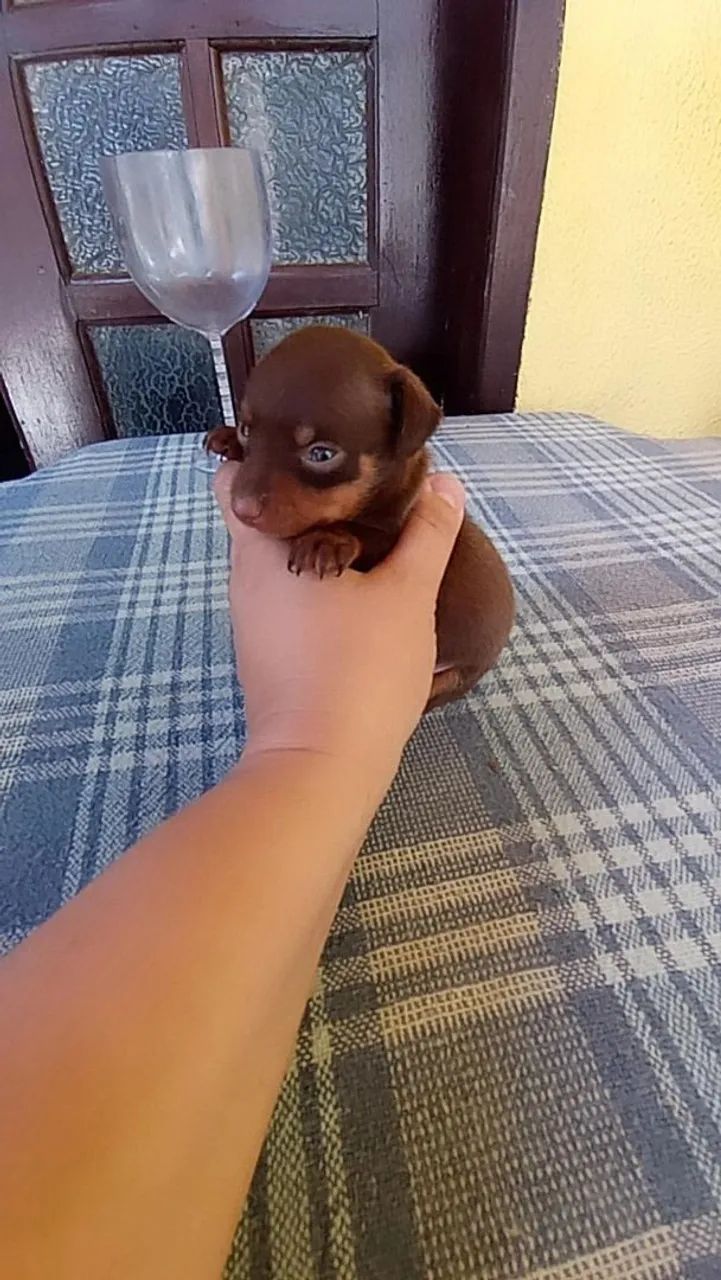 Pinscher zerinho chocolate ( Macho) - Foto 5