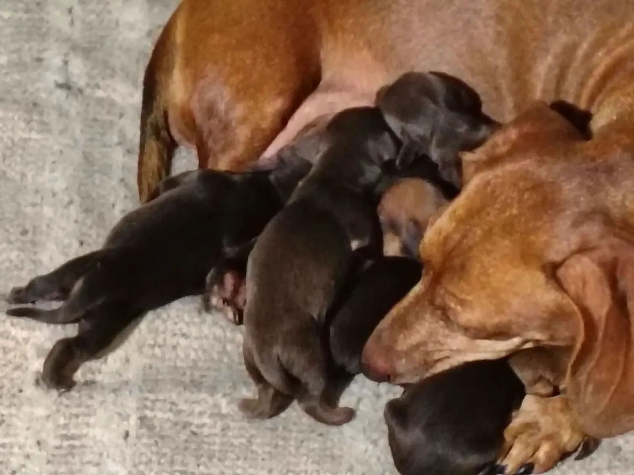 FILHOTES  DE DACHSHUND - salsichinha 