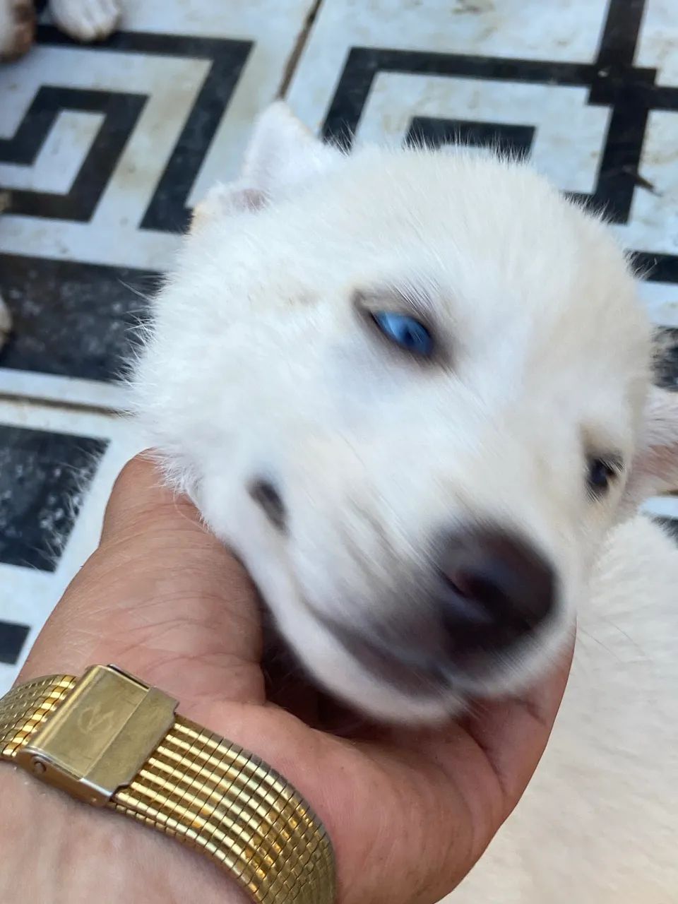 Vendo cachorro Husky siberiano  - Foto 3