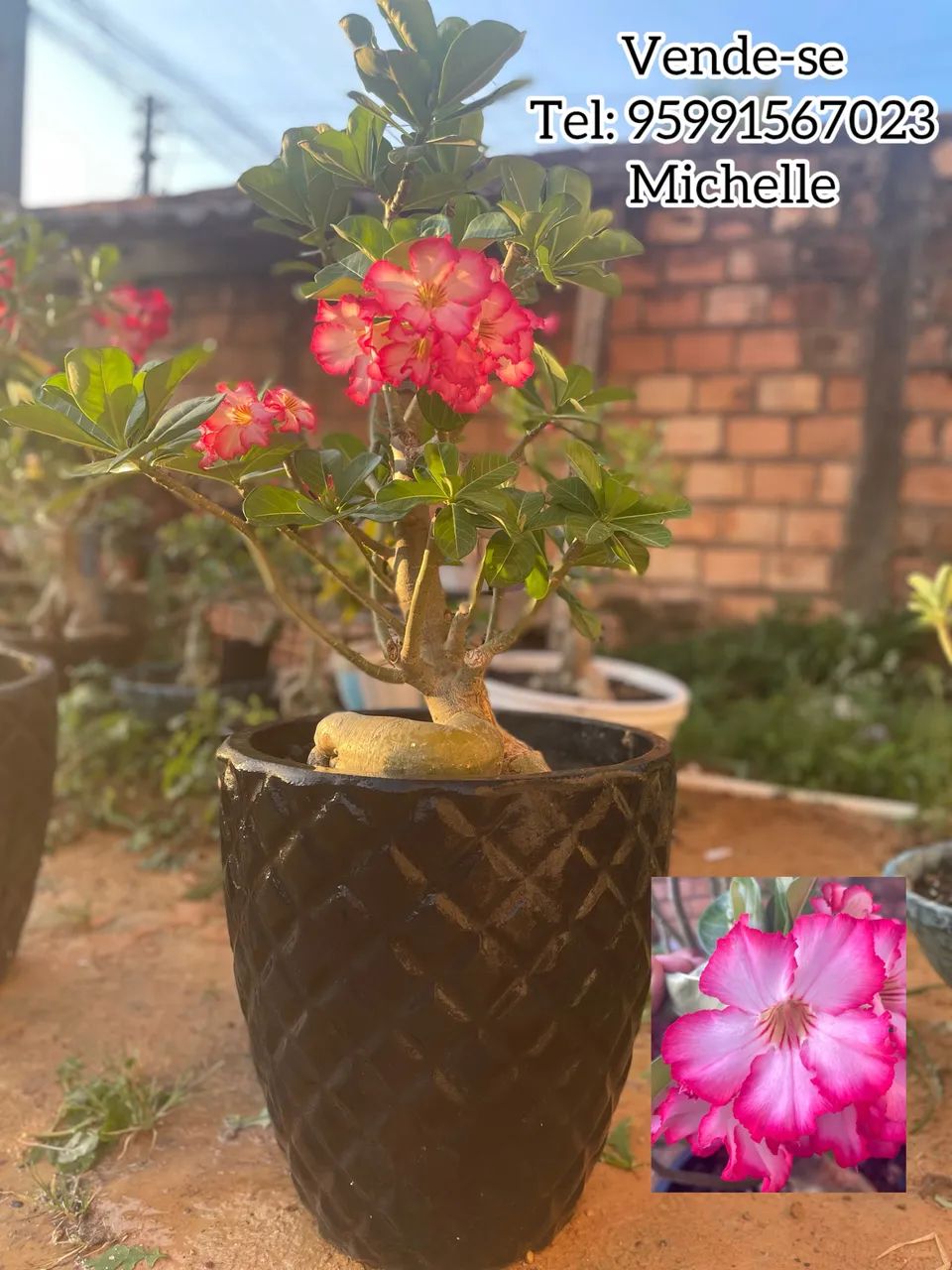 Rosa 