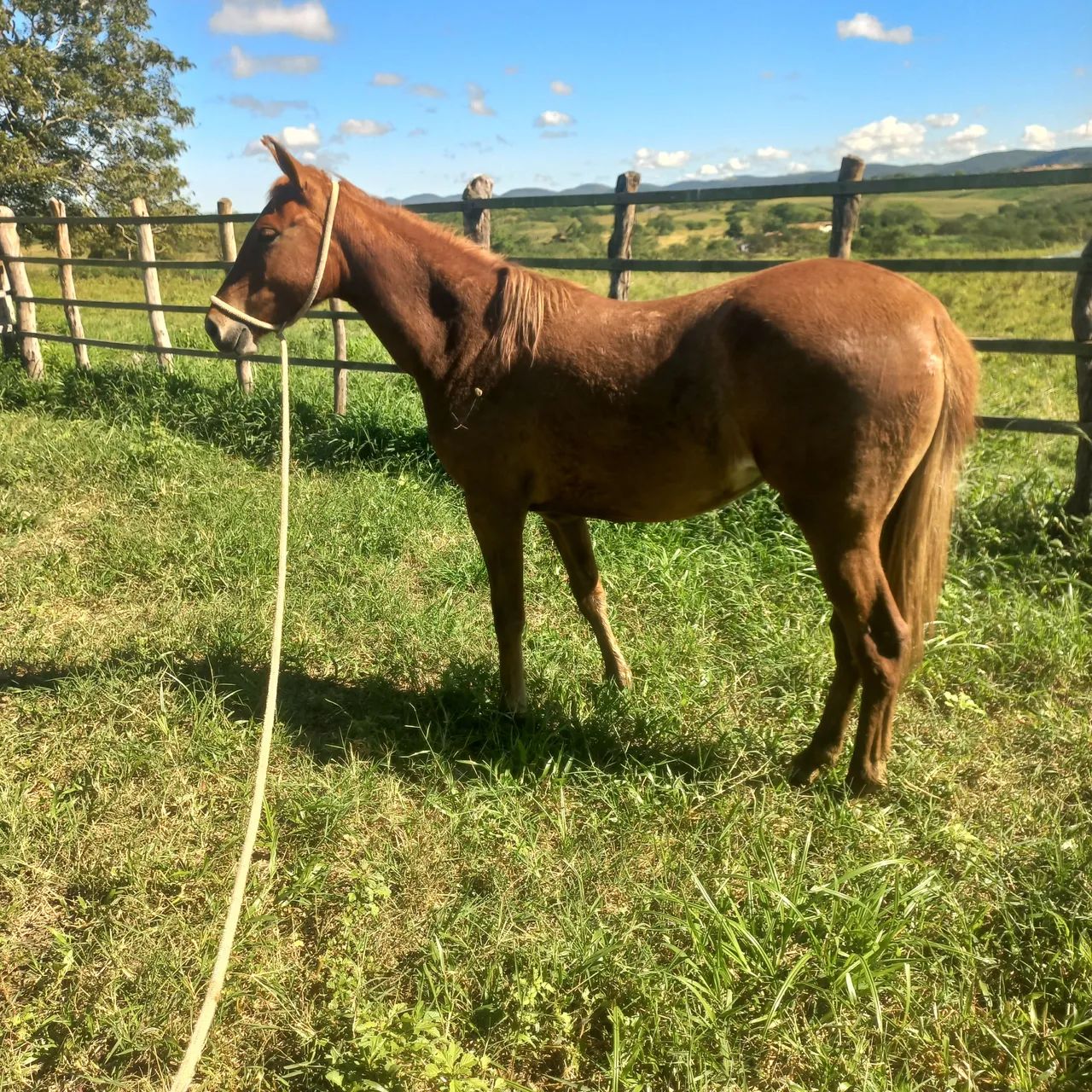Potra top de verdade, só mansa de cabresto  - Foto 3