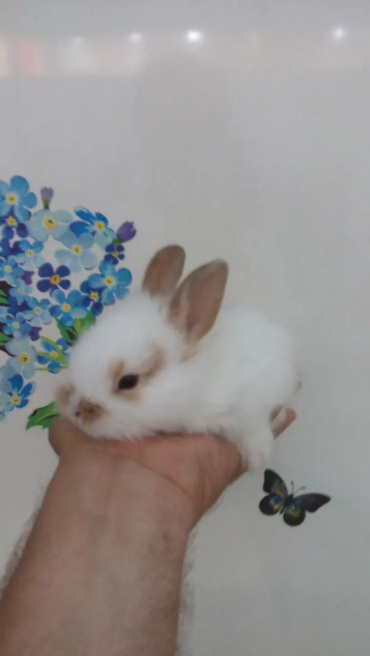 Mini coelhinho  - Foto 2