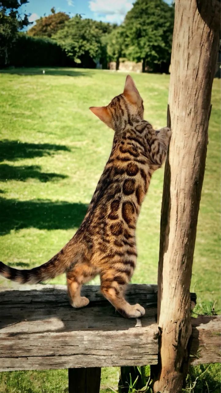 Bengal  - Foto 4