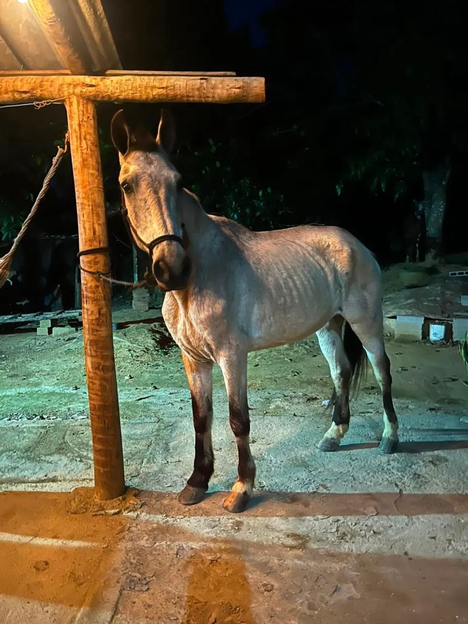Cavalo 