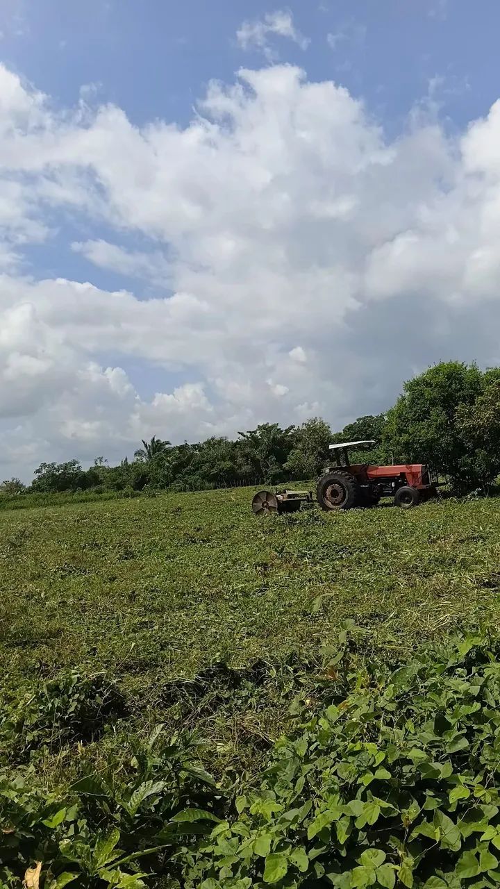 Massey 296 4x2  - Foto 5