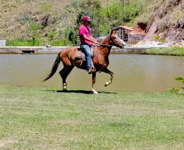 Égua mangalarga marchador, 5 anos de idade, 30 parcelas de R$ 500,00 no carnê