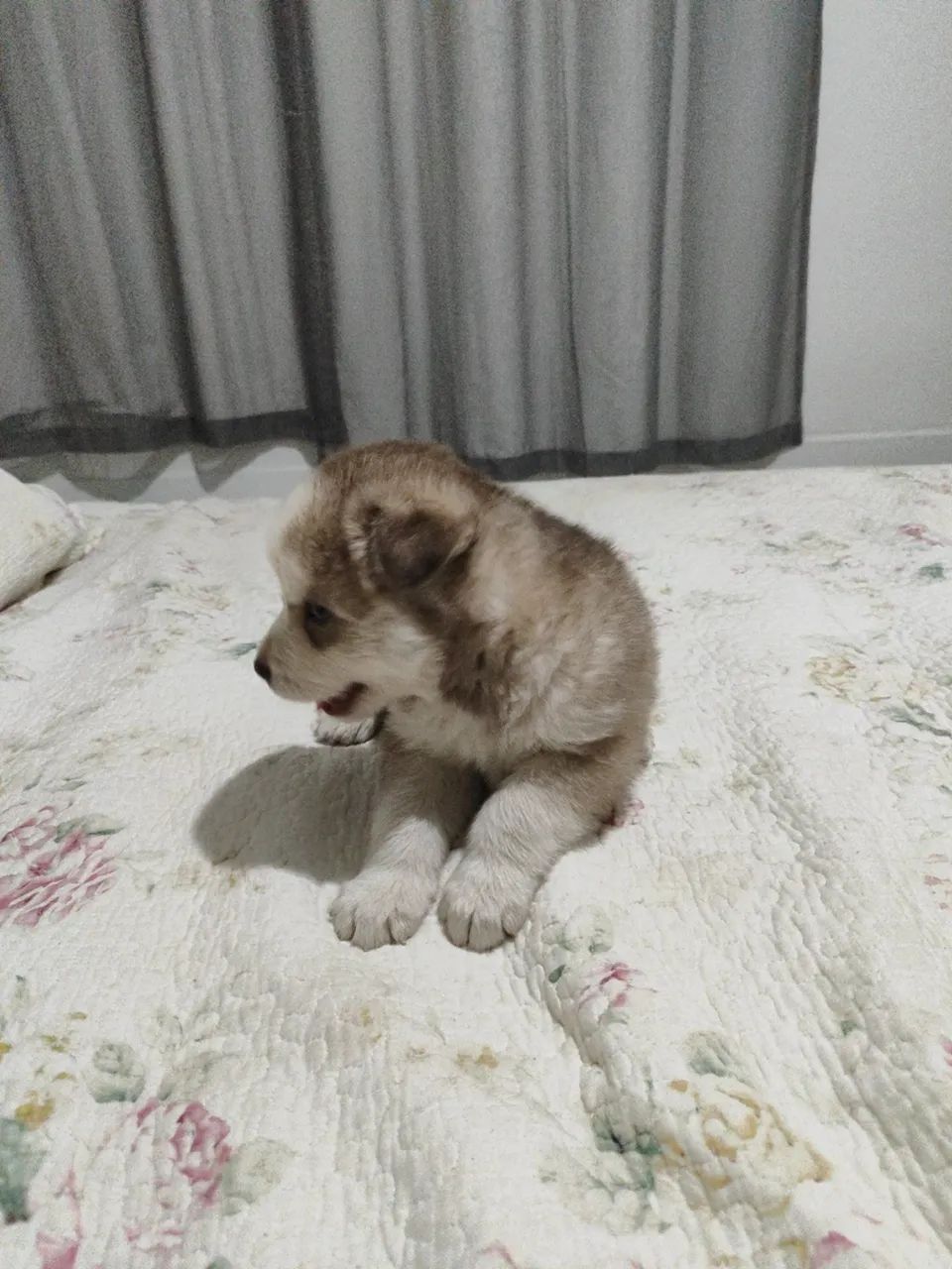 Husky siberiano - Foto 2