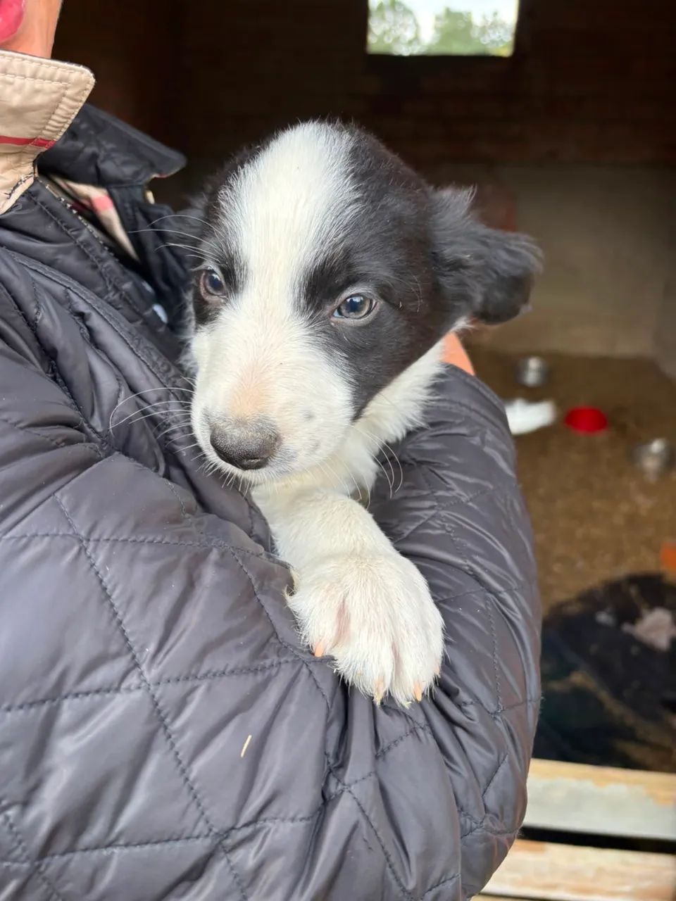 Vendo border collie - Foto 4