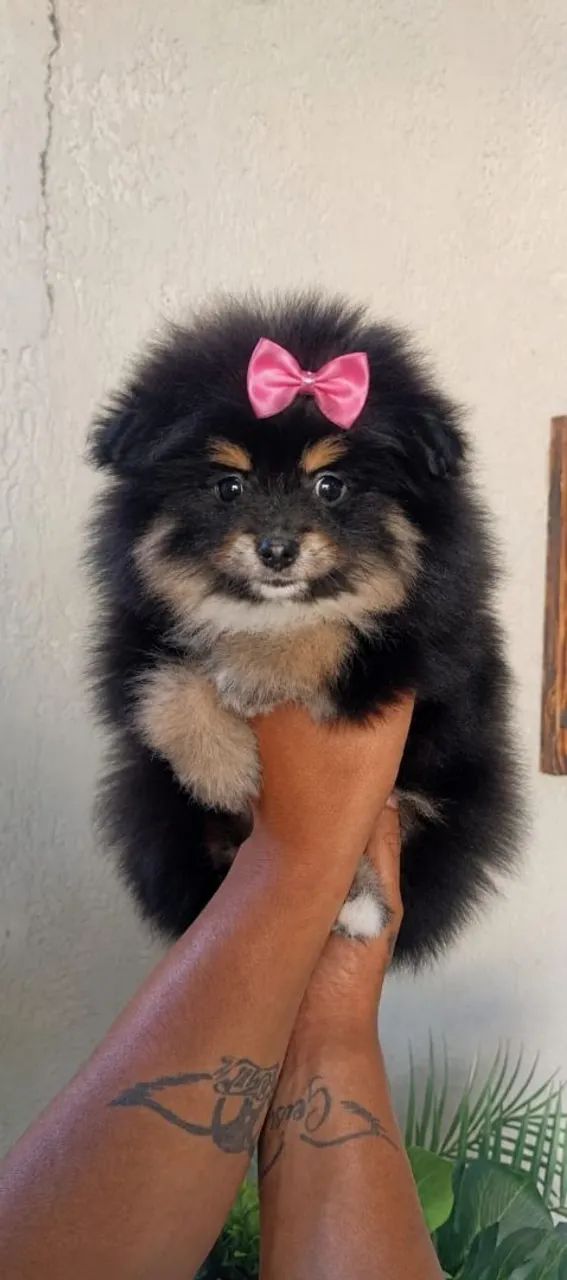 Spitz fêmea com 3 meses