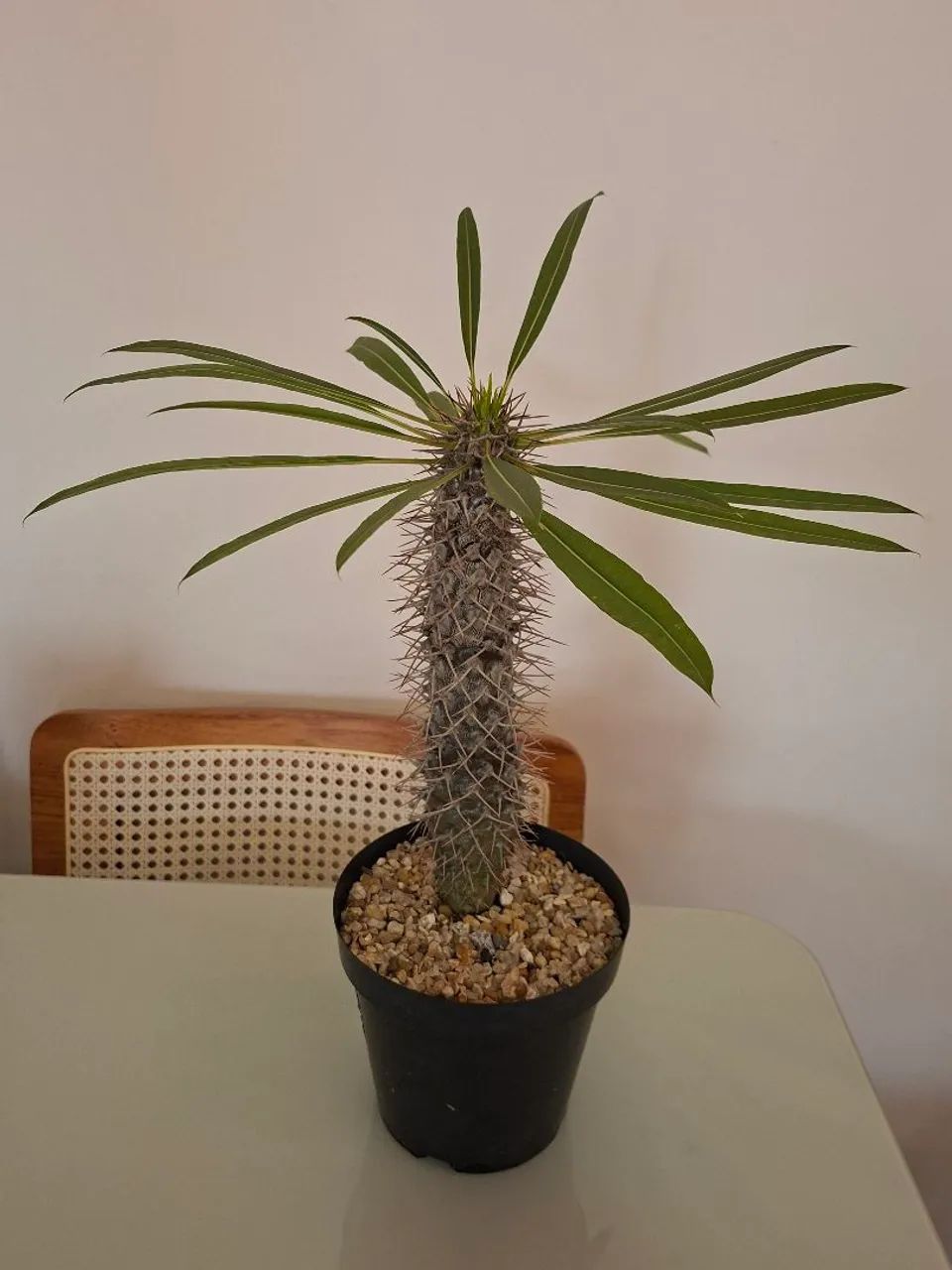 Palmeira lameri (palmeira de madagascar) 30cm - Foto 2