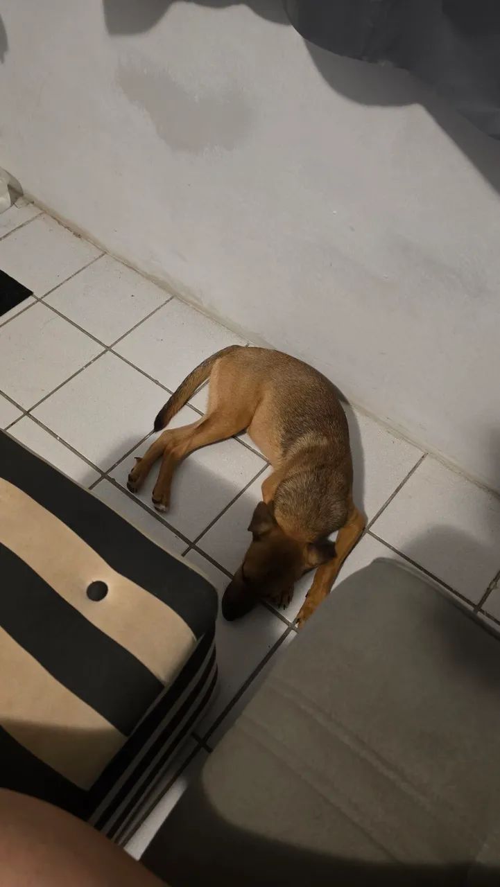 Doa-se cachorro filhote - Foto 3