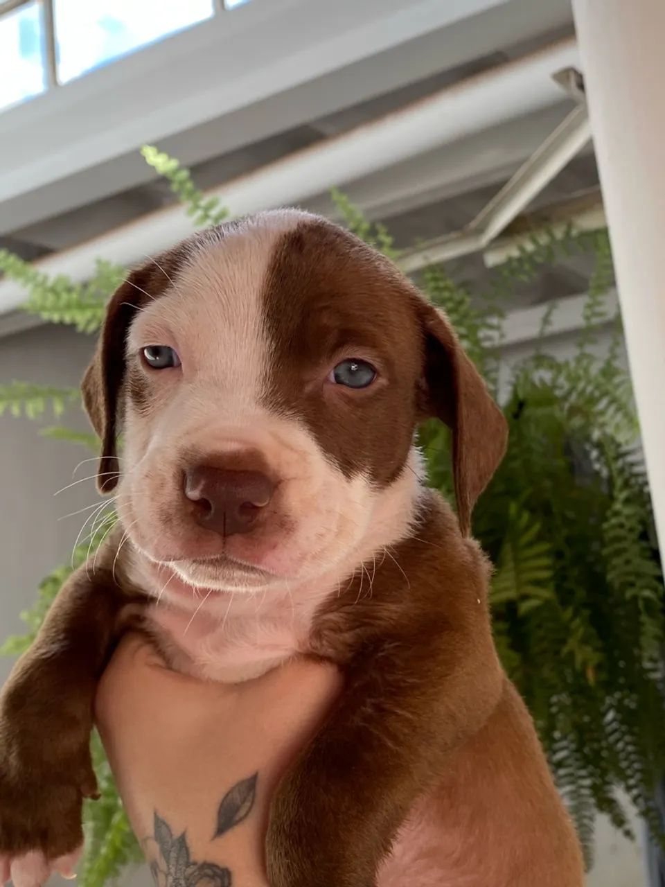 Pitbull  - Foto 3