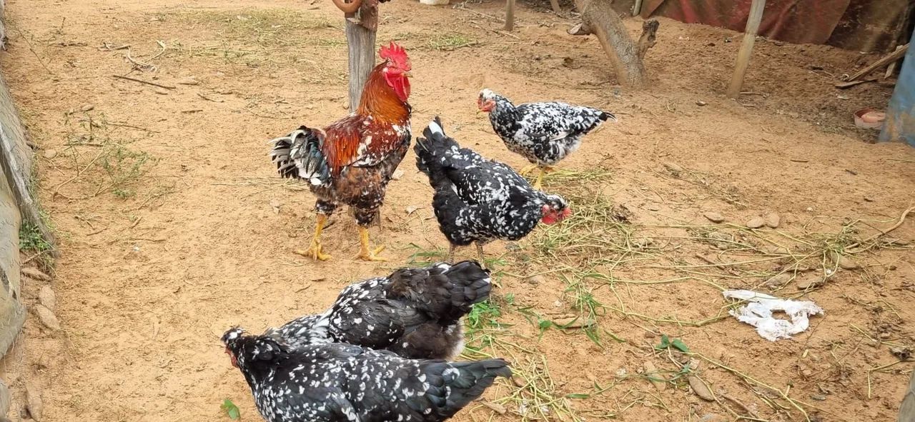 Gsb galinha ovos e pintinhos a venda  - Foto 3