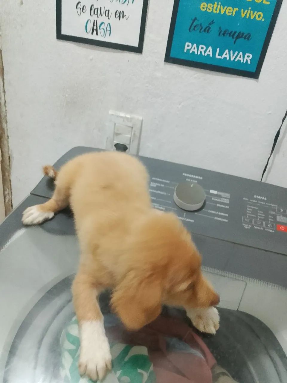 cachorro - Foto 2