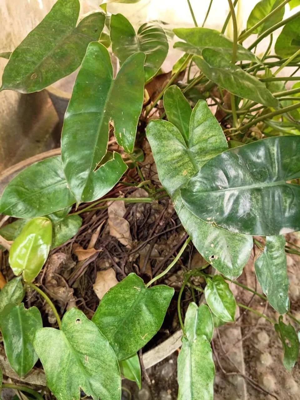 Mudas de Imbé sem vaso ou jarro - Foto 2