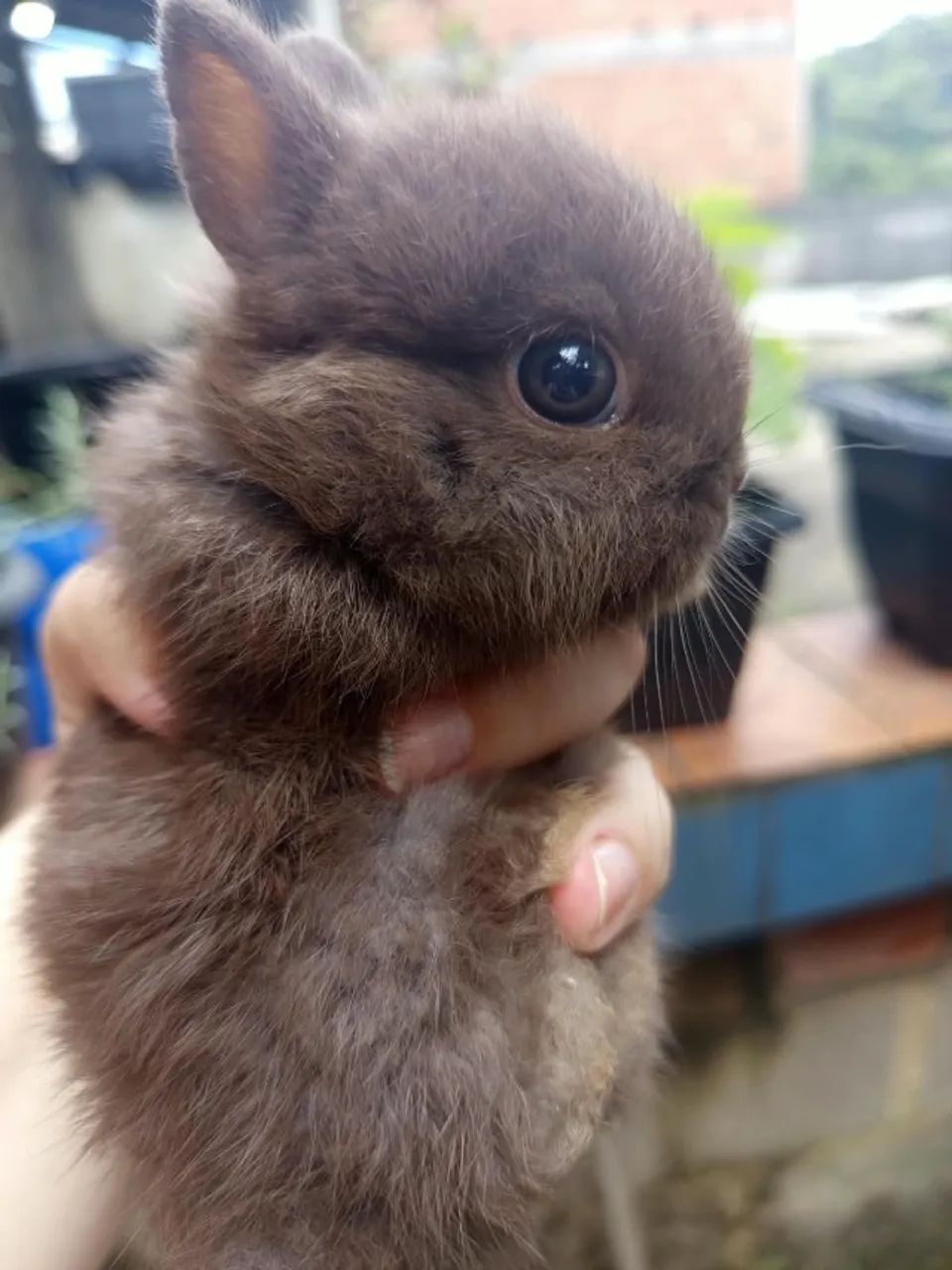 Mini coelhos - Netherland Dwarf - Foto 5