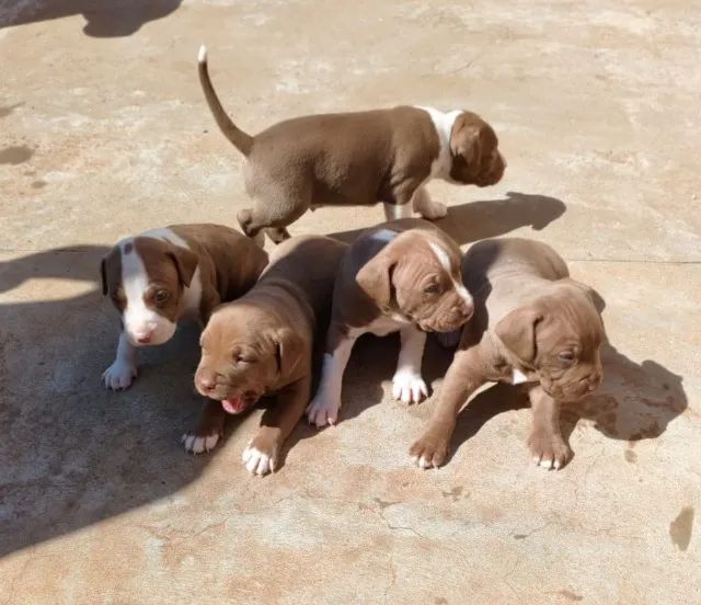 Pitbull  - Foto 2
