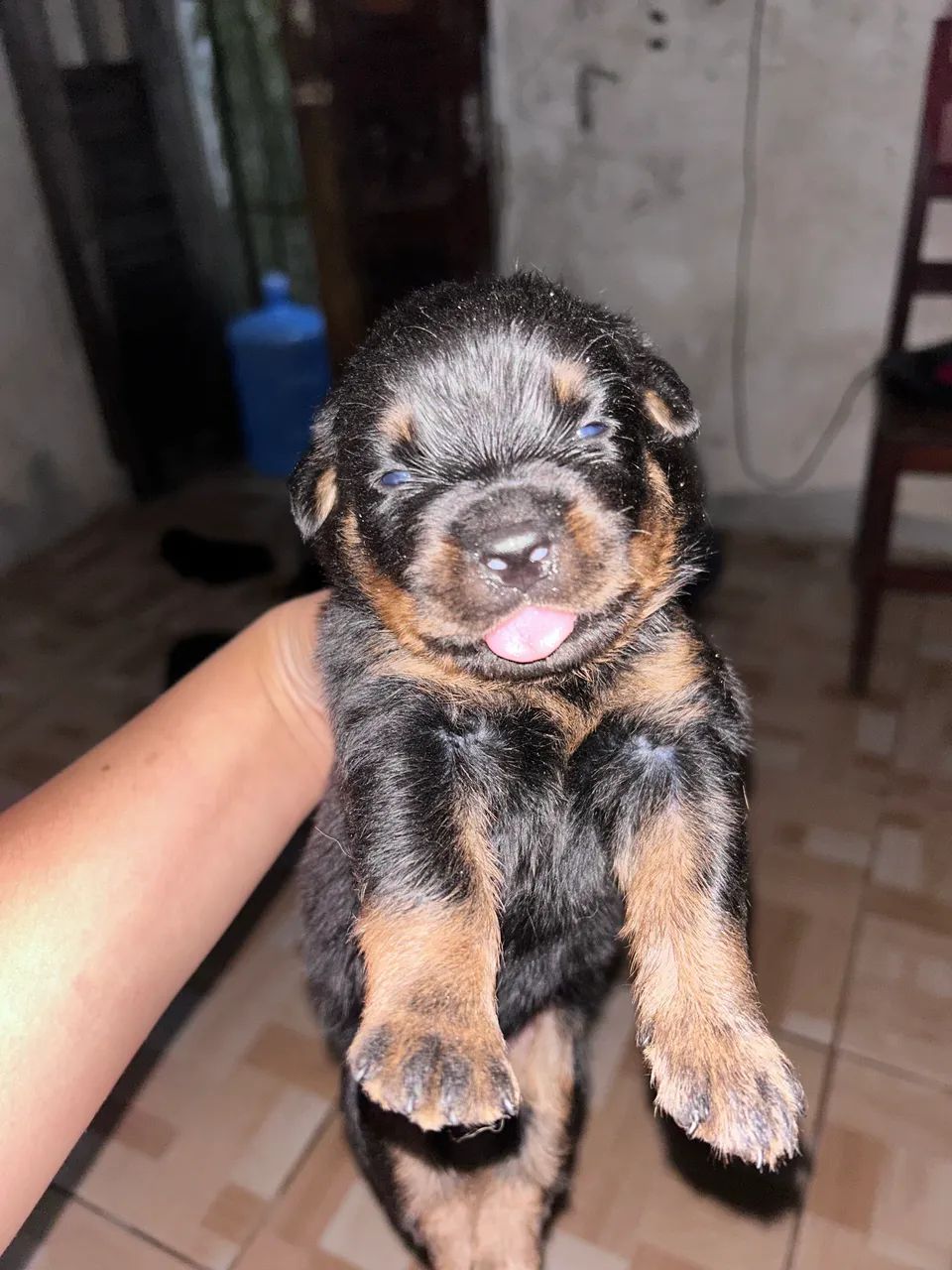 Vendo rottweiler  - Foto 2
