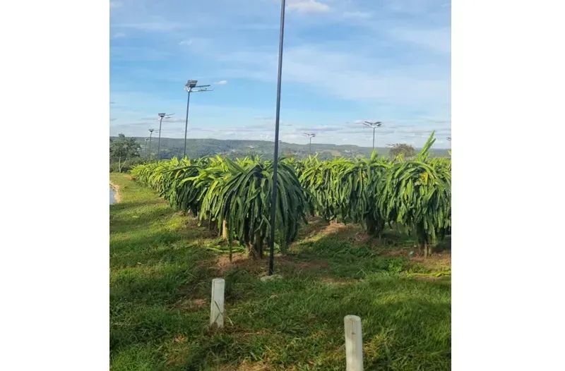Fazenda Compacta Produtiva | 8.000 Pitayas + Acesso ao - Foto 5