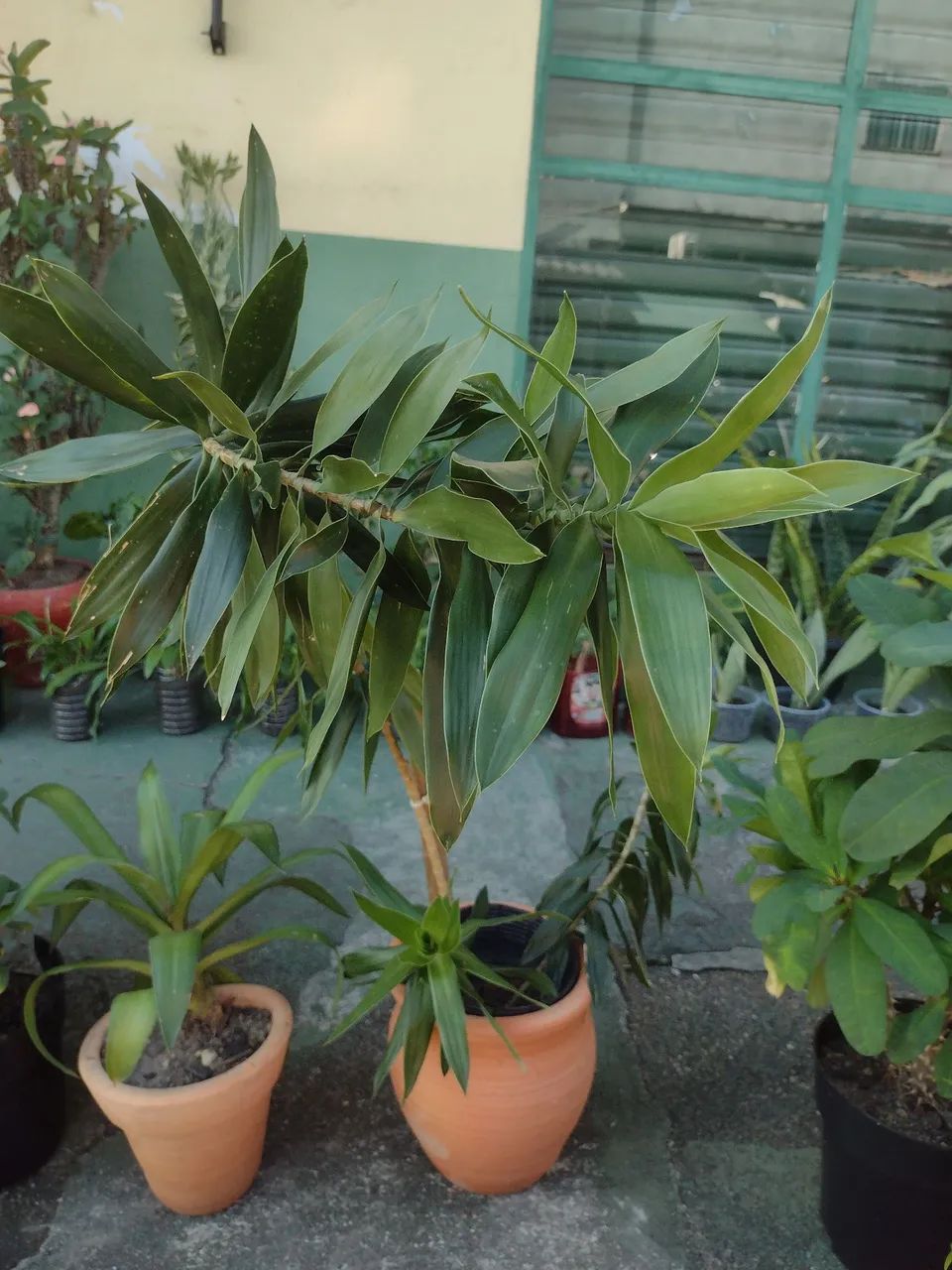 Plantas de sol - Foto 4