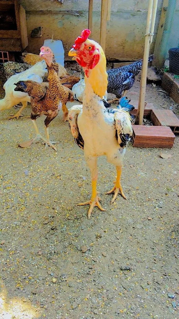 Pintinhos Caipira  - Foto 5