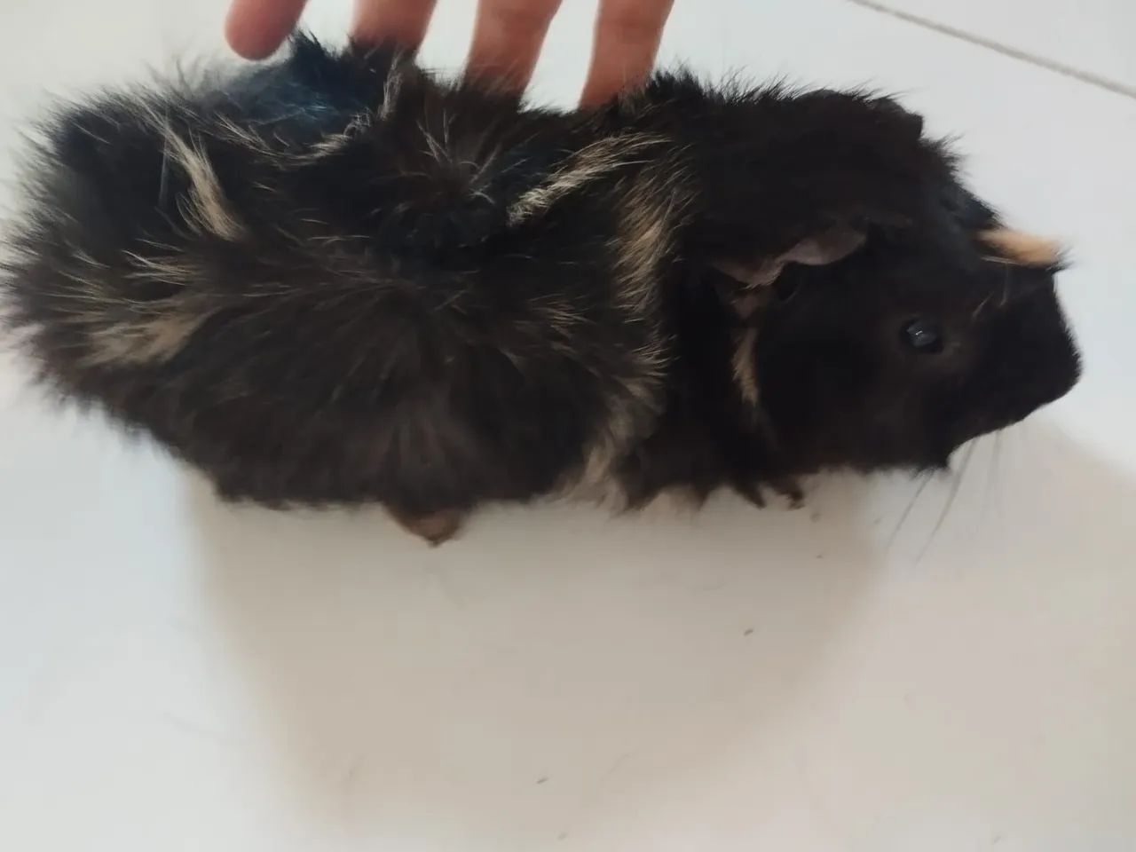 Porquinhos da índia  - Foto 3