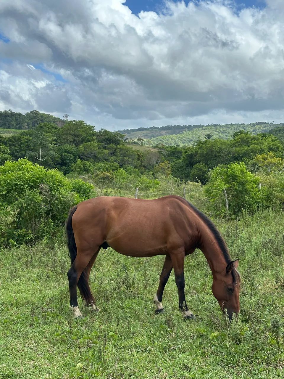 Cavalo castanho de boa conformação e pastas calçadas  - Foto 6