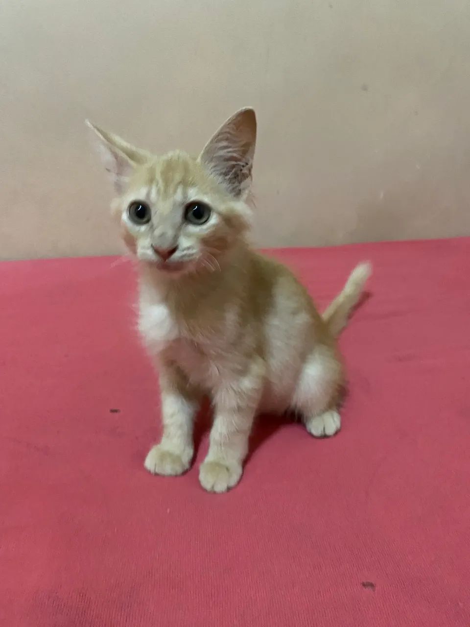 Gatinho lindo para adoção  - Foto 3