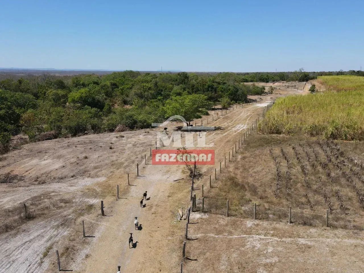 Fazenda 500 alqueires (2.420 hectares) Dianópolis - To - Foto 5