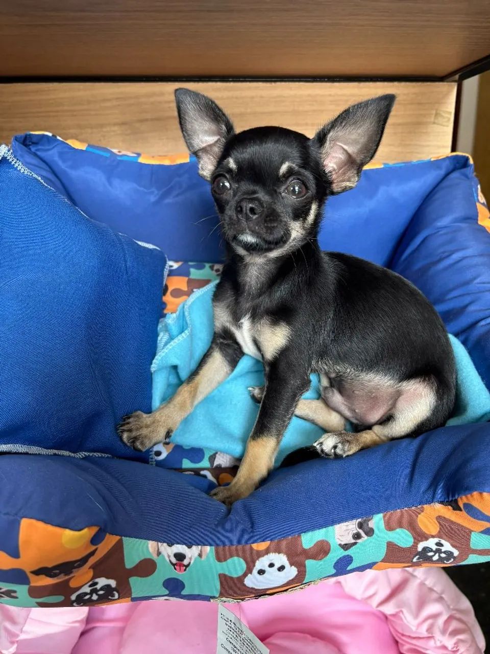 Chihuahua macho com pedigree. - Foto 2