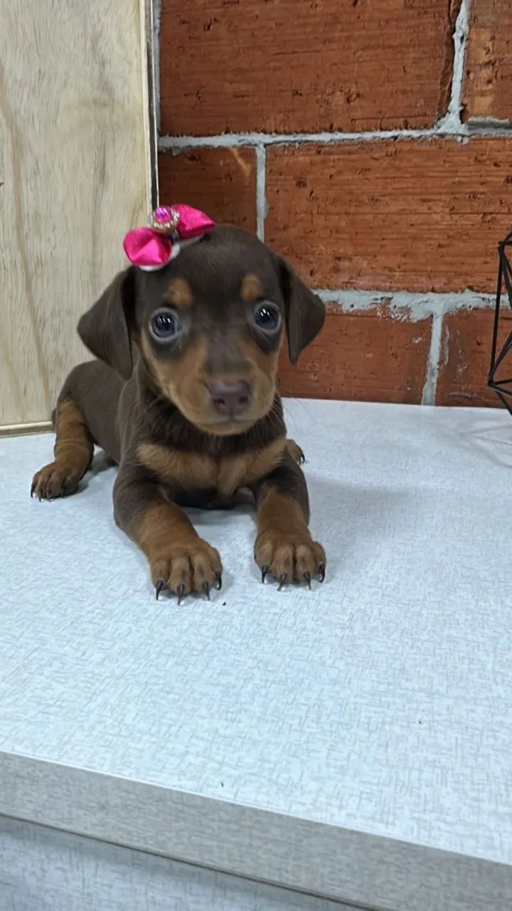 Dachshund mini