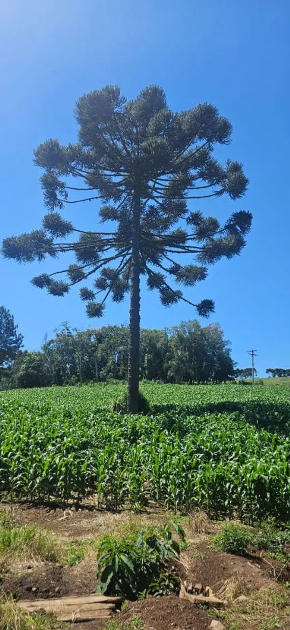 Terreno para sítio ou loteamento  - Foto 6