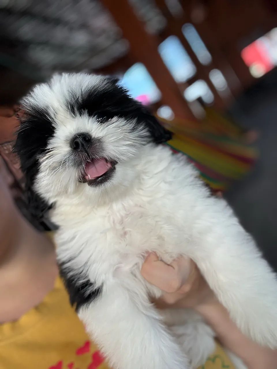 Cachorro shihtzu - Foto 3