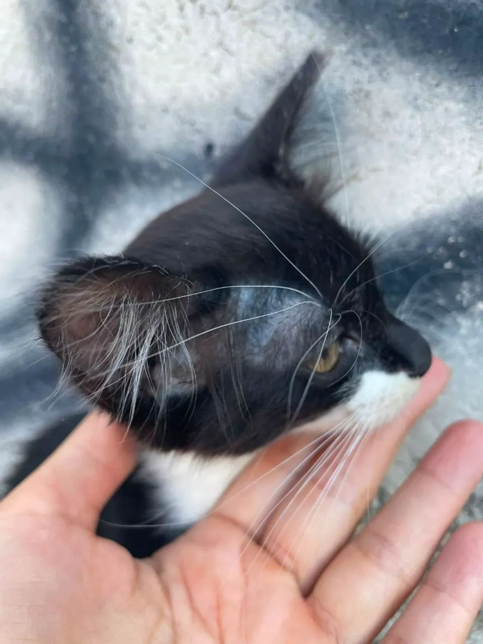 Adoção de gatos  - Foto 4