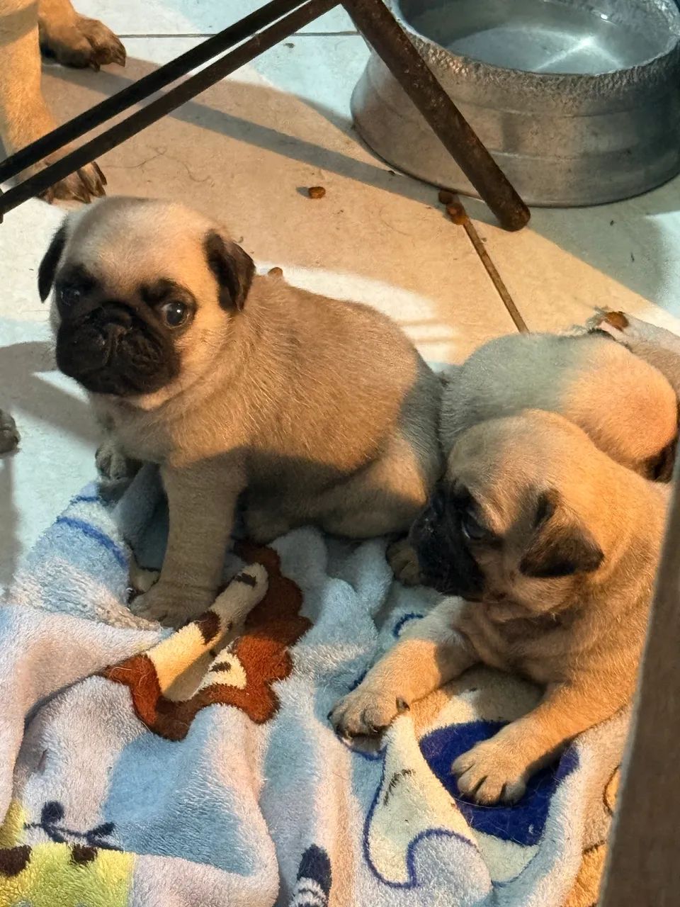 Pug disponível 
