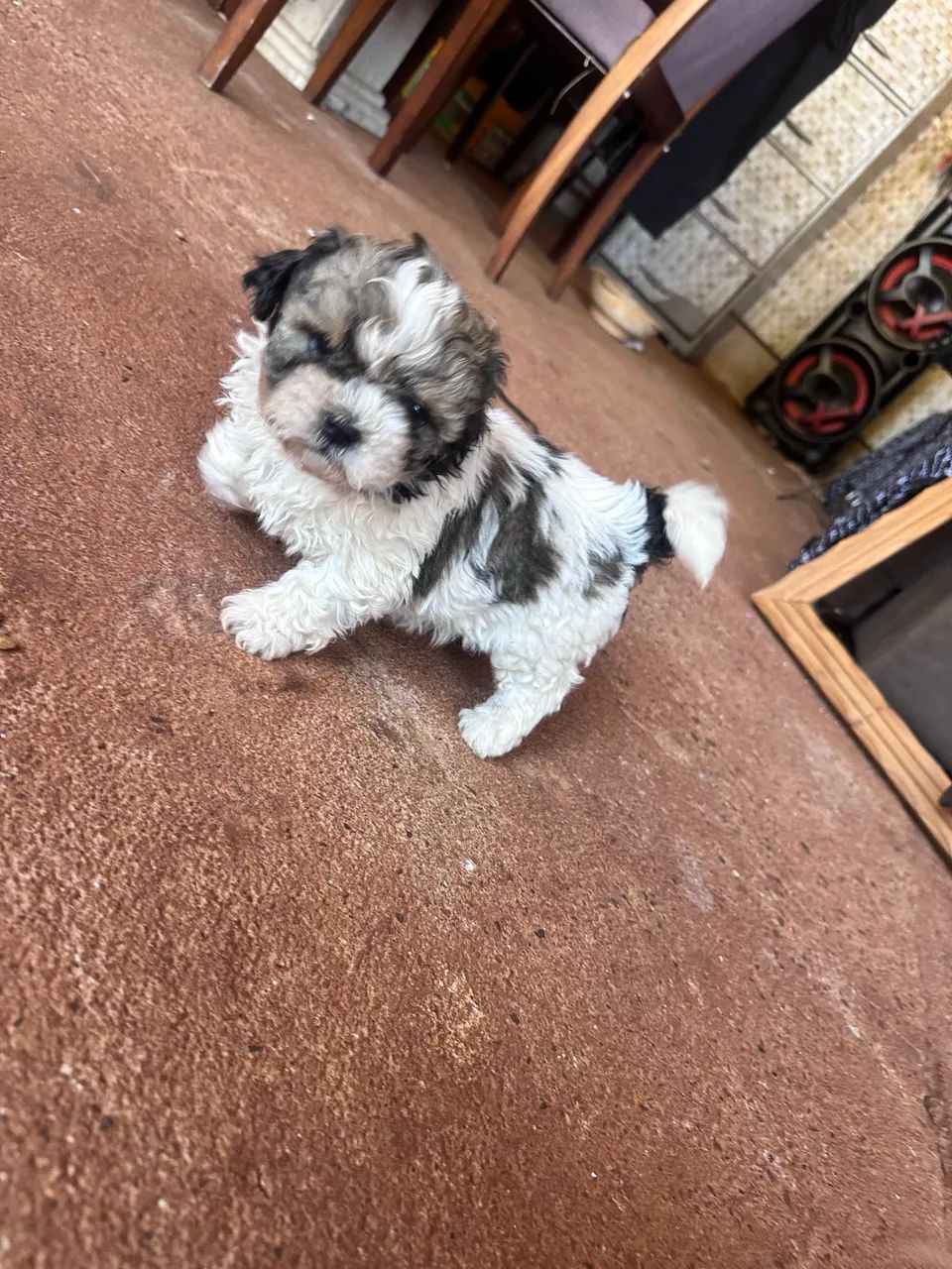 Vendo shitzu  - Foto 3