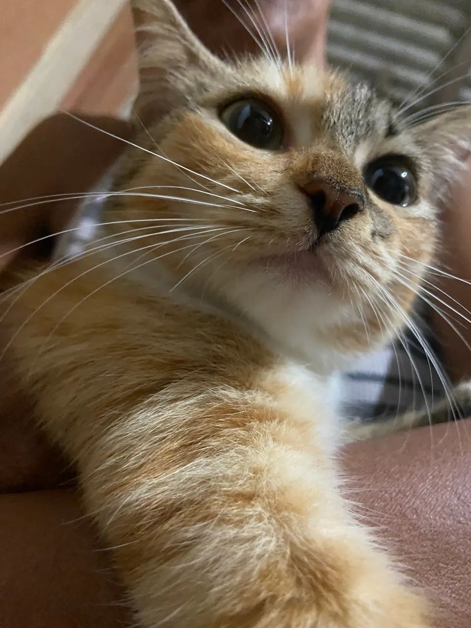 gatinha já castrada - Foto 5