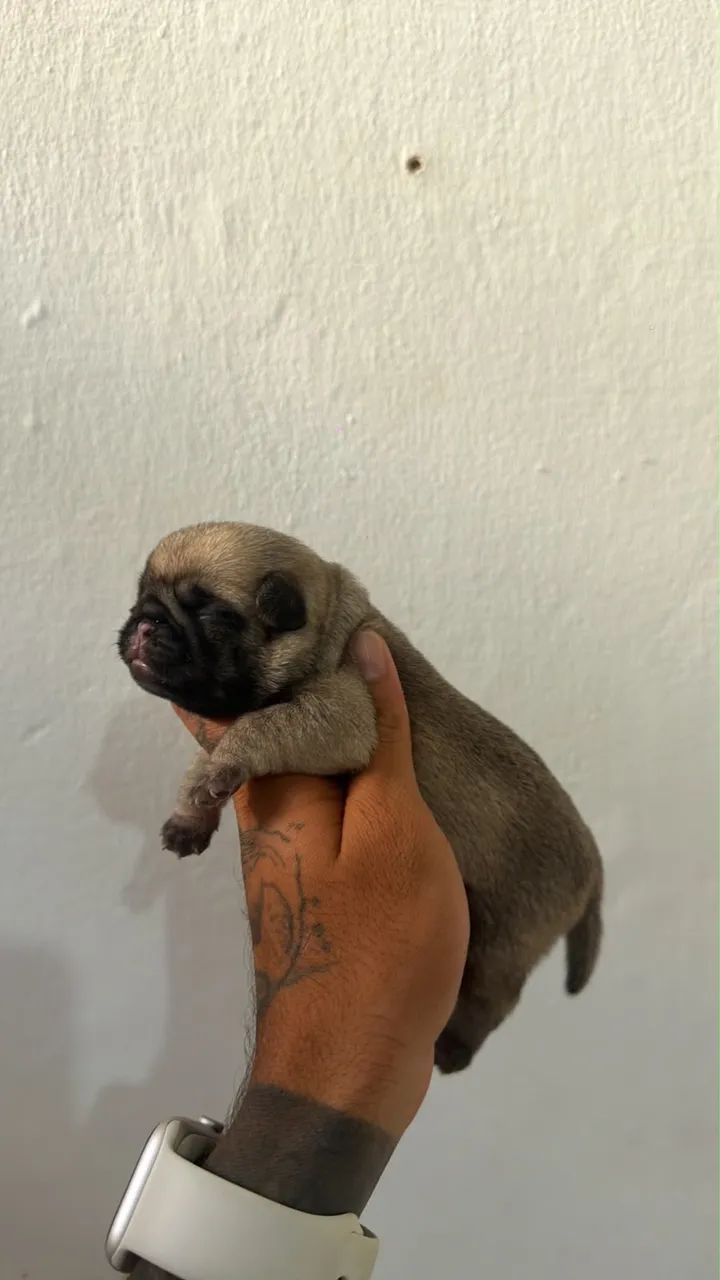 Pug - Foto 3