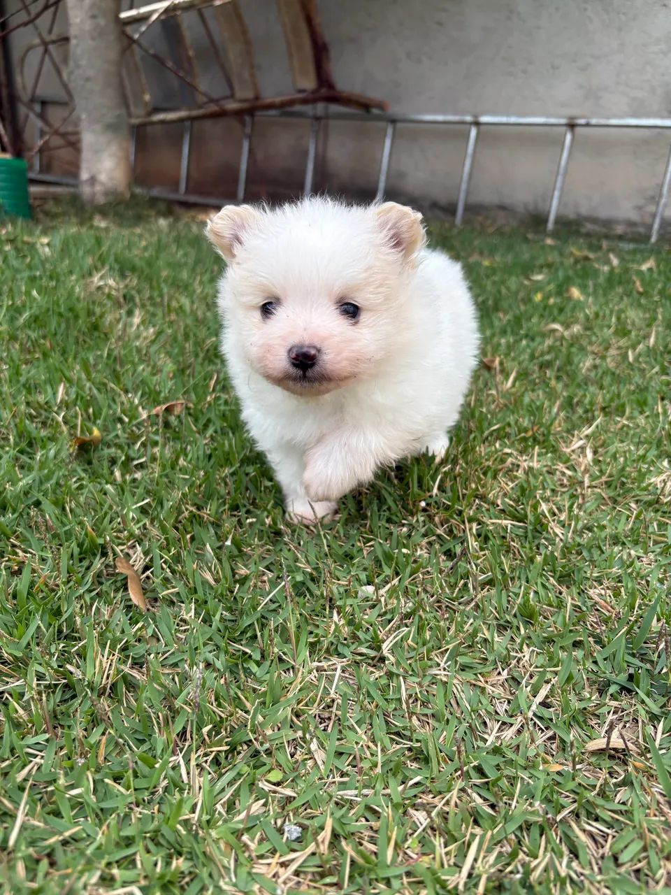 Spitz alemão macho - Foto 3