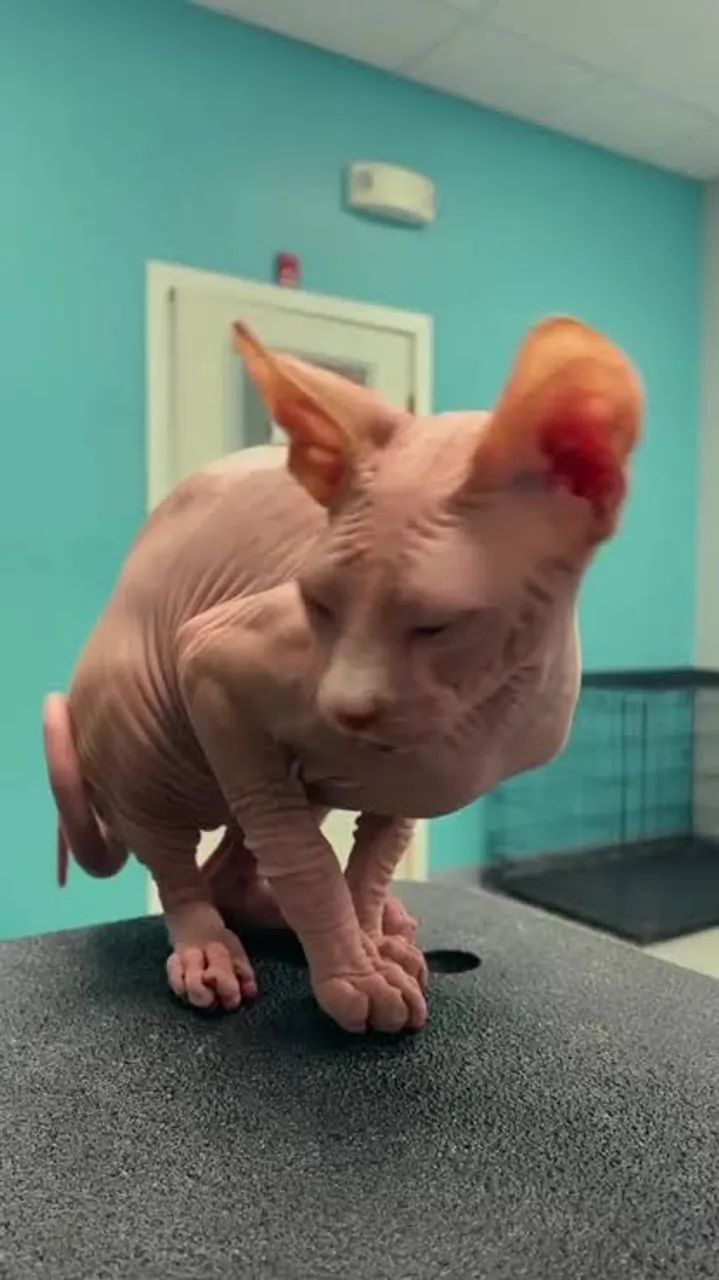 Sphynx macho urgente 