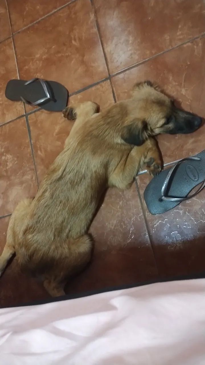 Doase cachorrinha filhote porte grande  - Foto 3