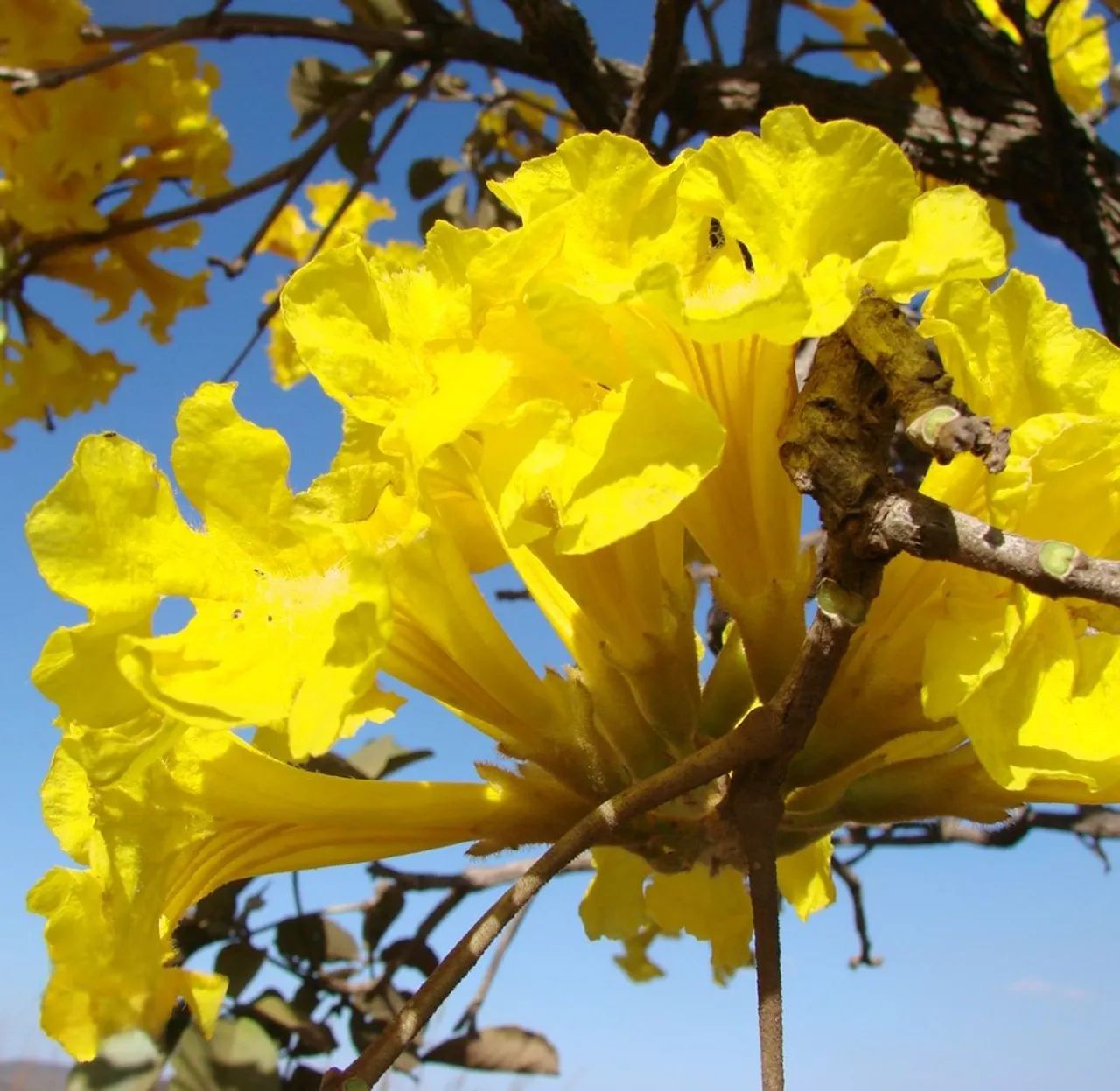 Ypê amarelo - mudas - Foto 3