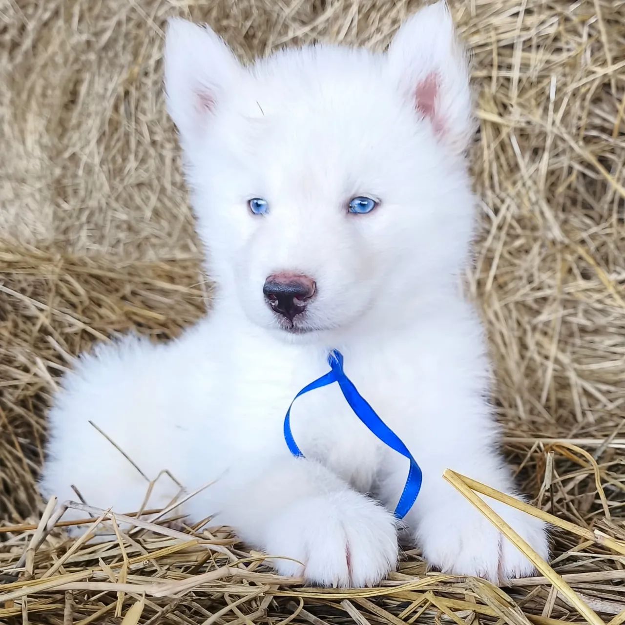 Husky siberiano  - Foto 3