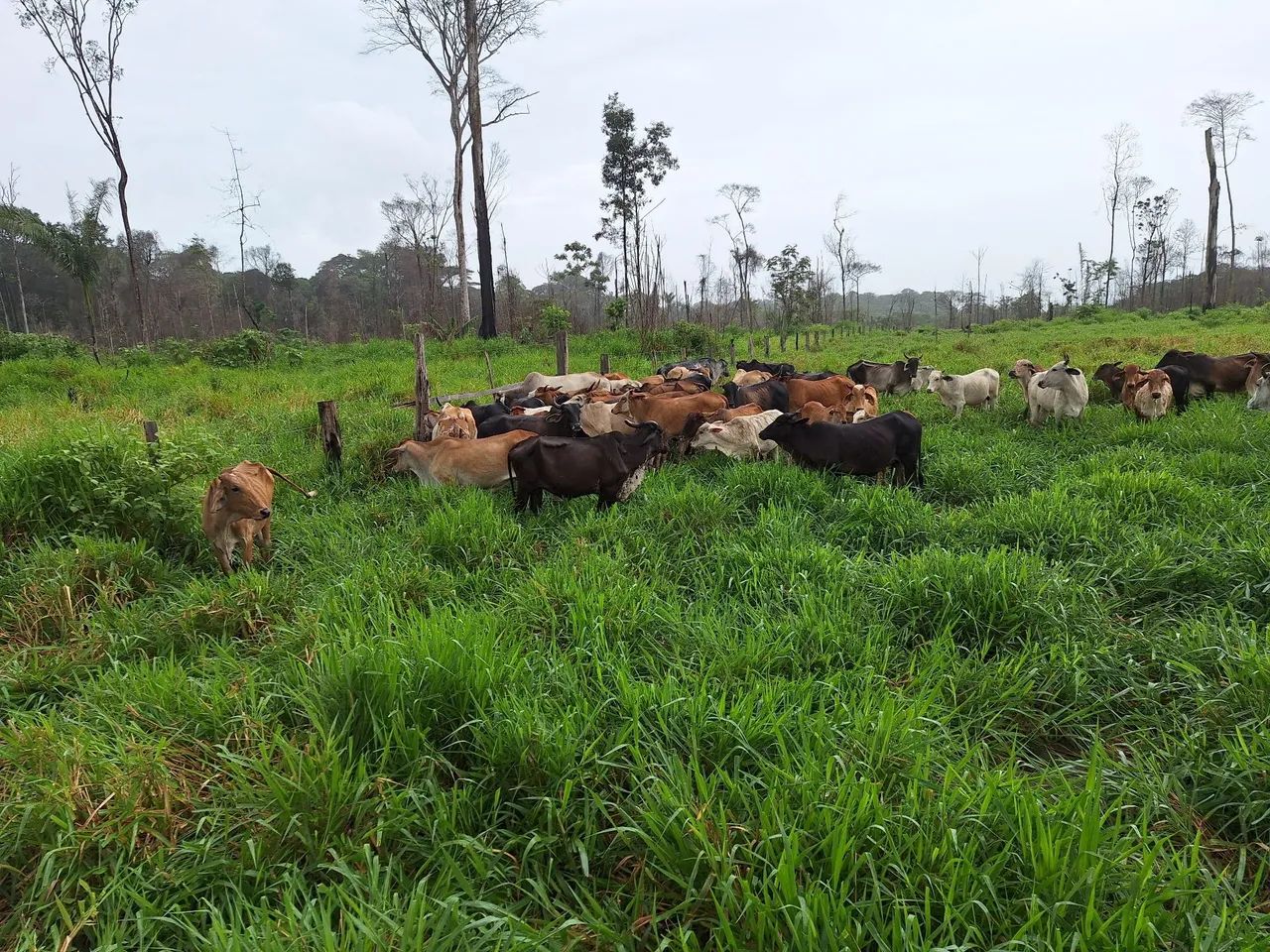 Vendo fazenda  - Foto 3