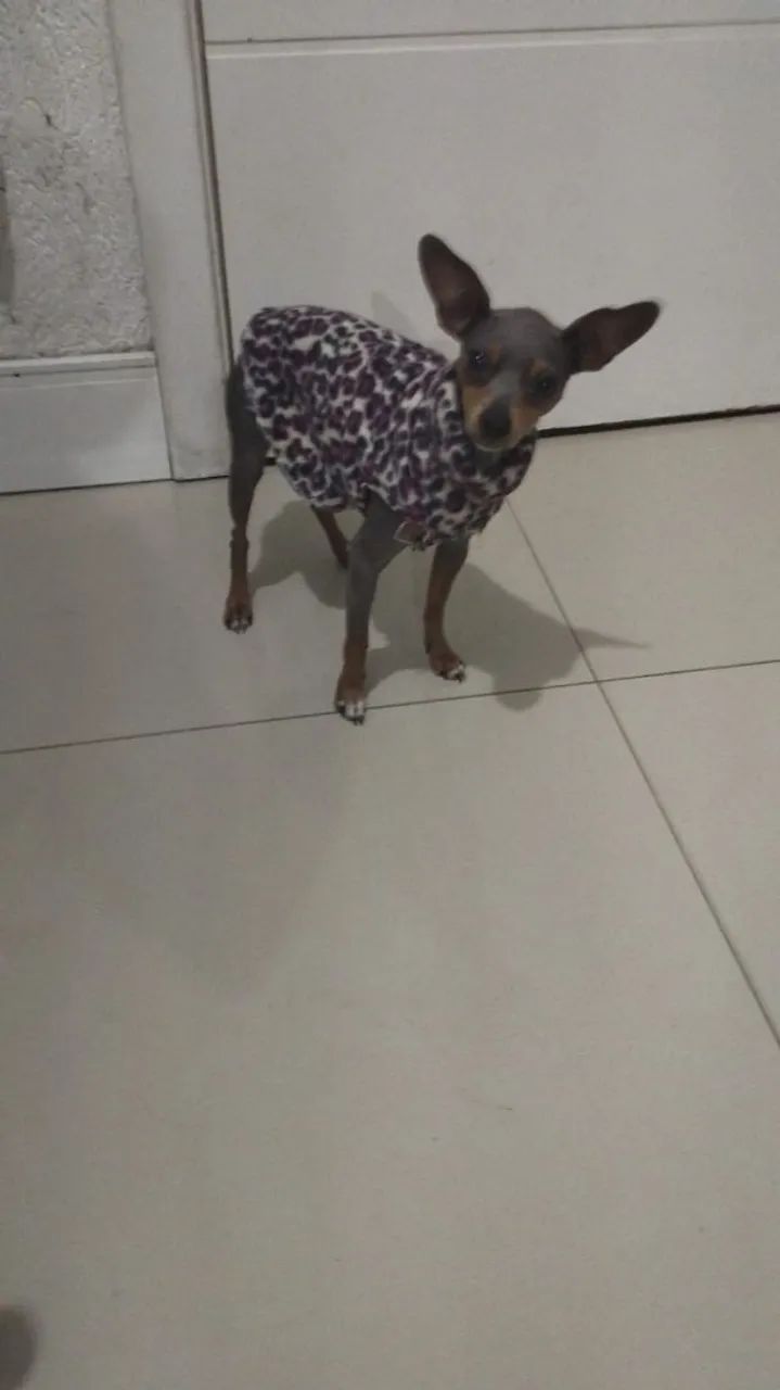 Pinther  - Foto 3
