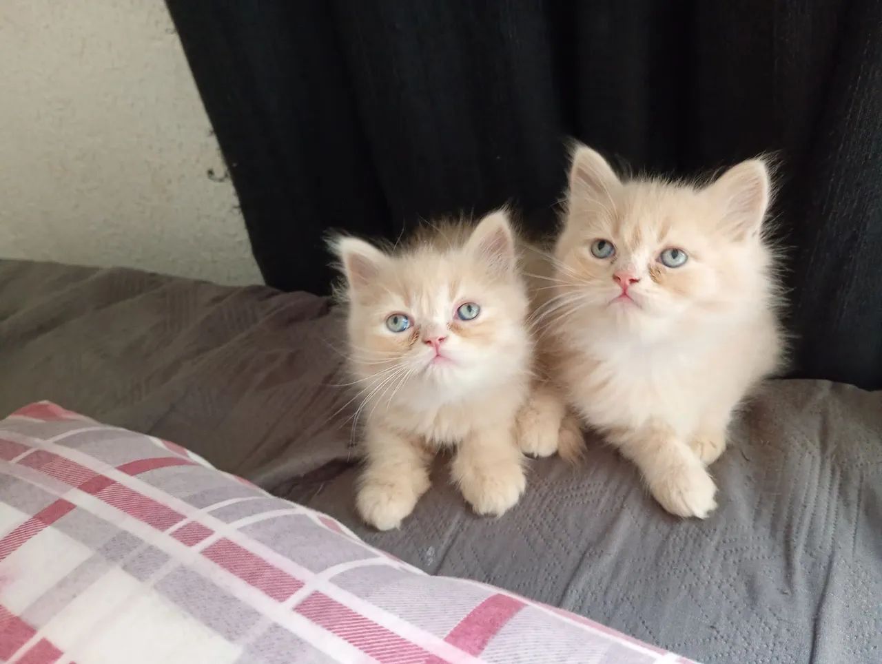 Gato persa - Foto 4