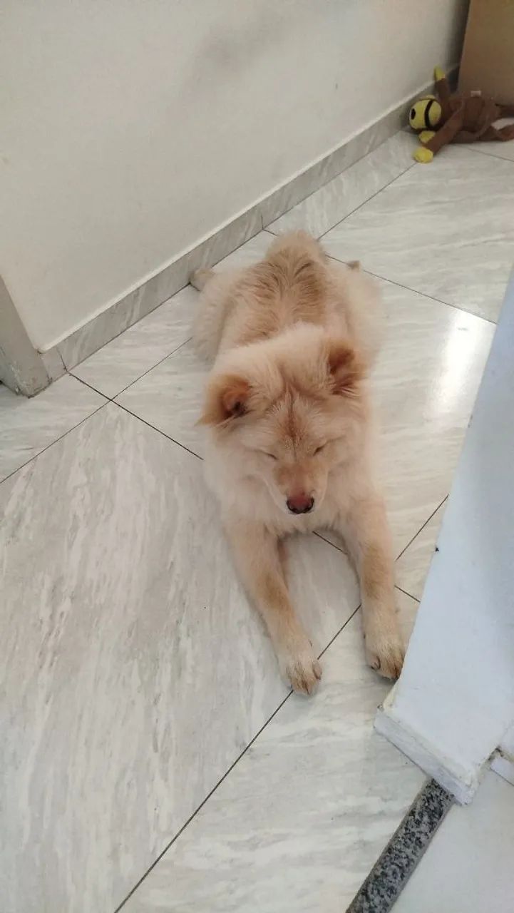 Cachorro  - Foto 2
