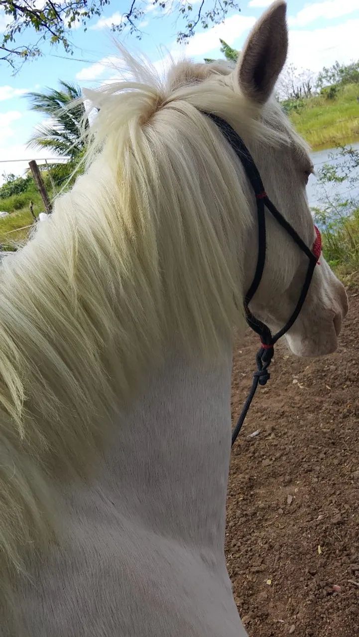Cavalo  - Foto 3
